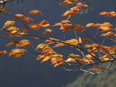 紅葉の意地