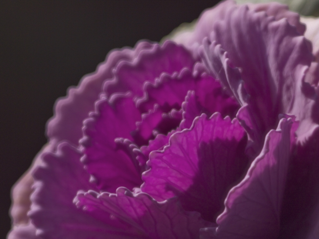 Violet Wave