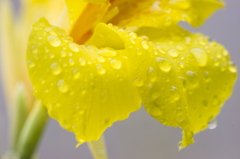 黄色い雨粒