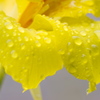 黄色い雨粒