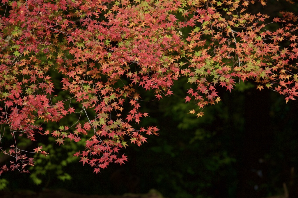 魁