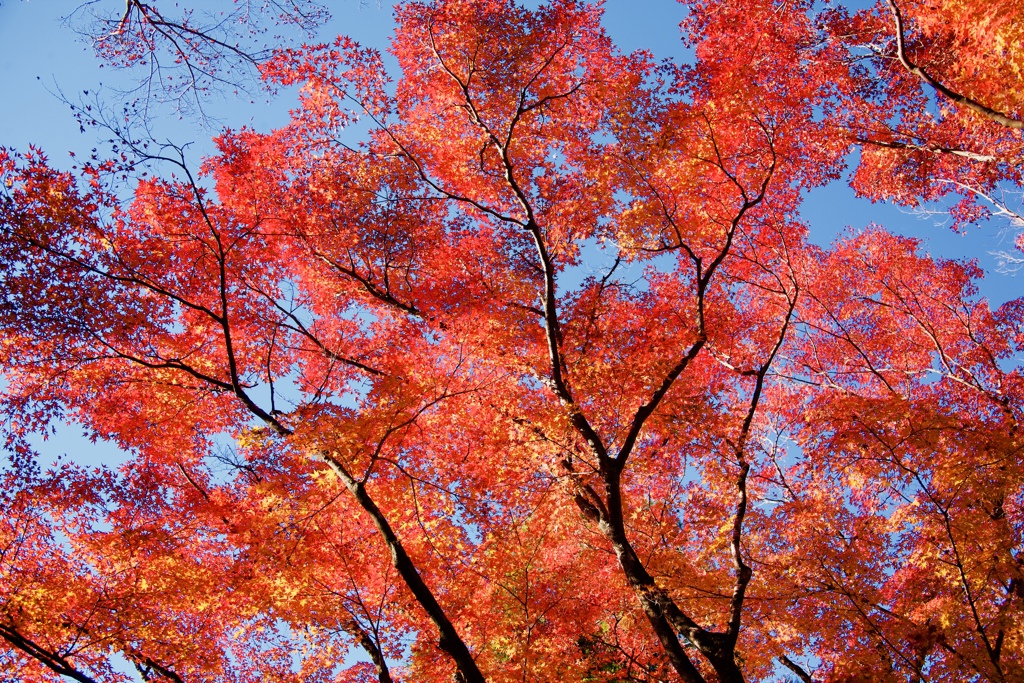 紅の時