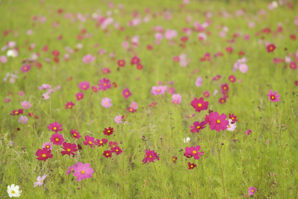 一番花