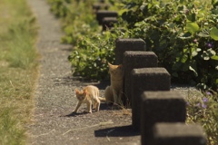 秋の出会い