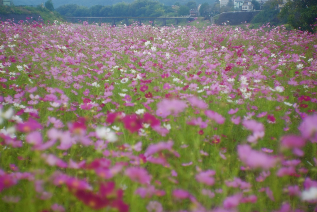 秋酣（たけなわ）