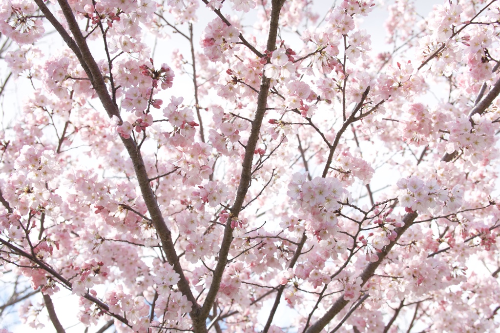 いっきに春爛漫