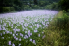 花の川