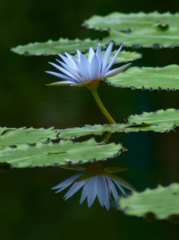 夏の顔