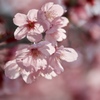 花の時