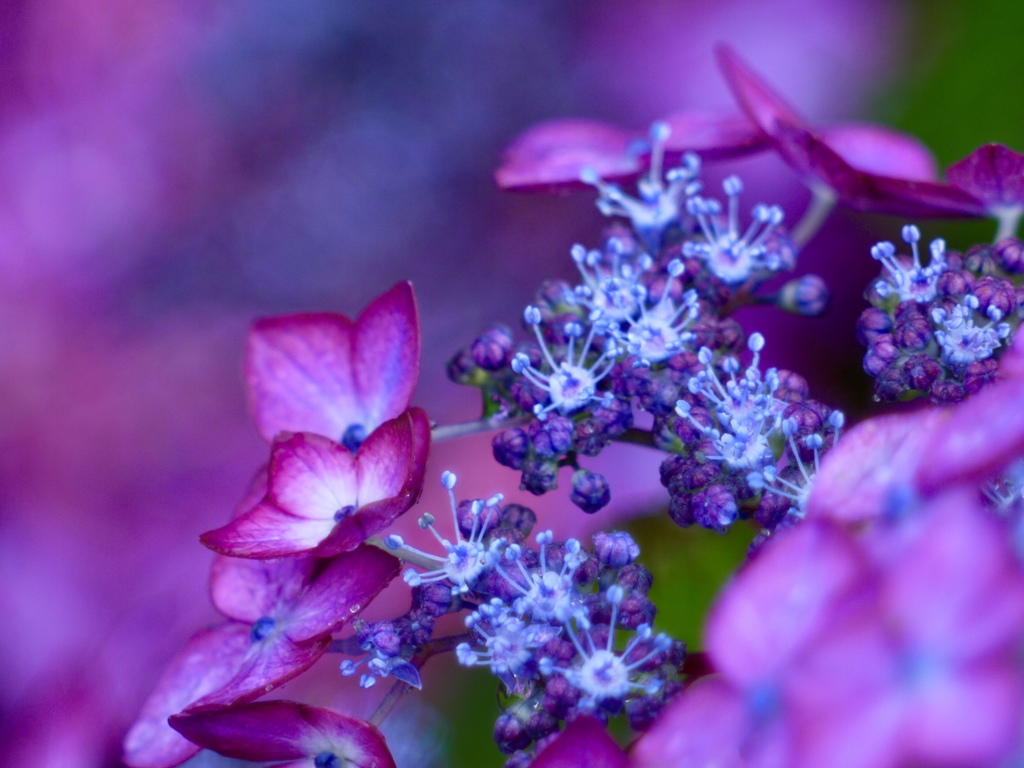 雨の日のお花畑７