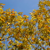 黄葉と青空