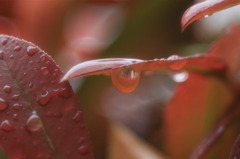 雨春色