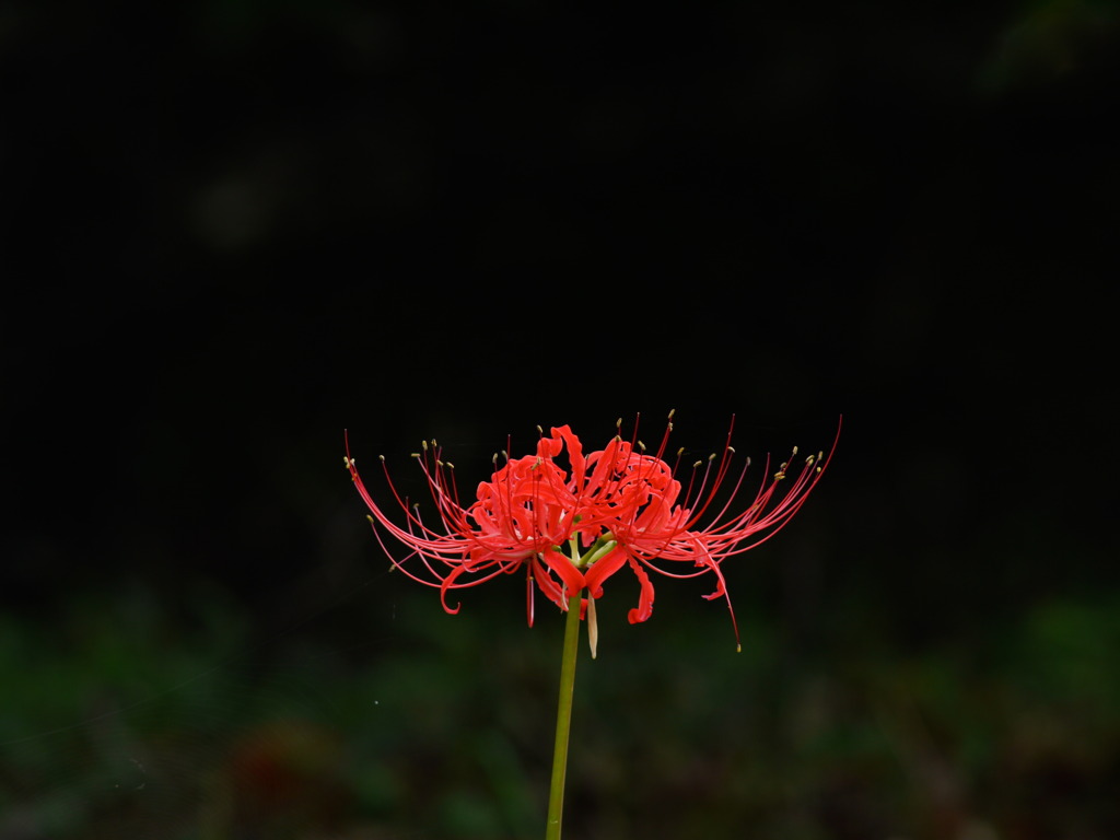 朱の時