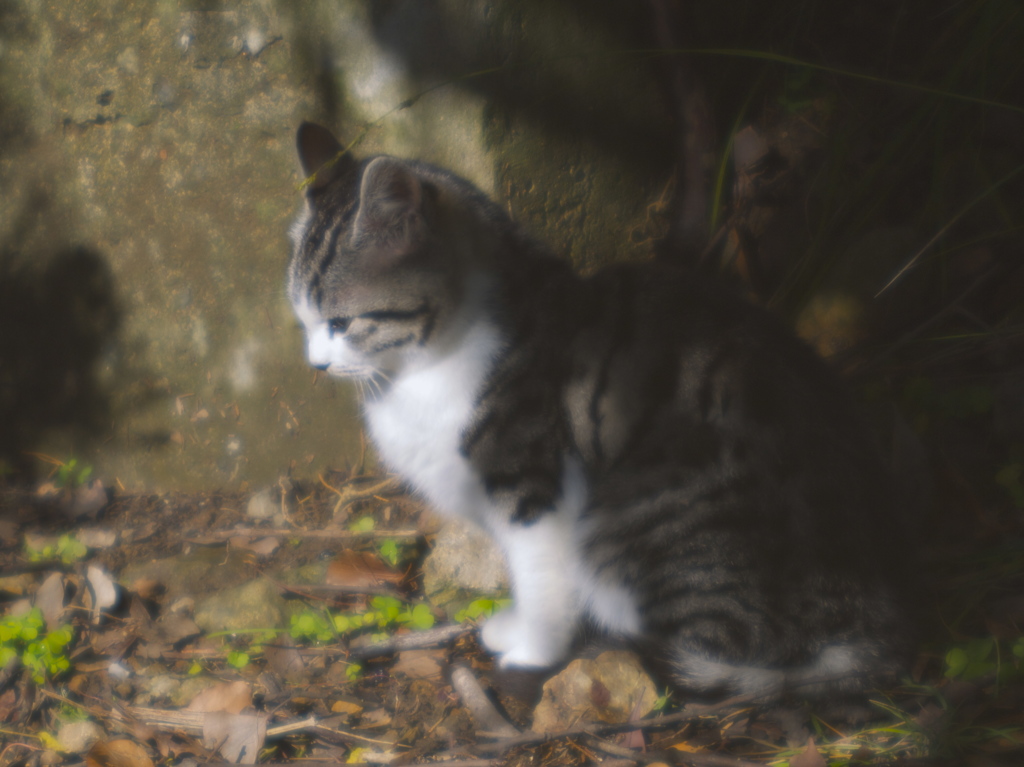 陽だまり子猫