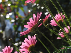 花の気持ち