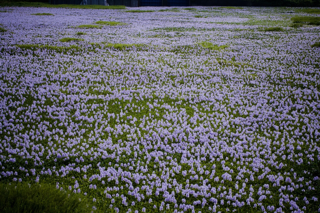 花の力２