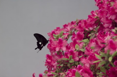 花と蝶と時