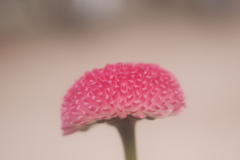 朝の出会い