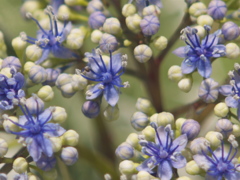 花の季節