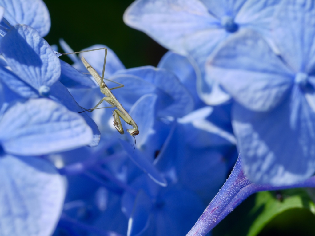 紫陽花の咲く頃