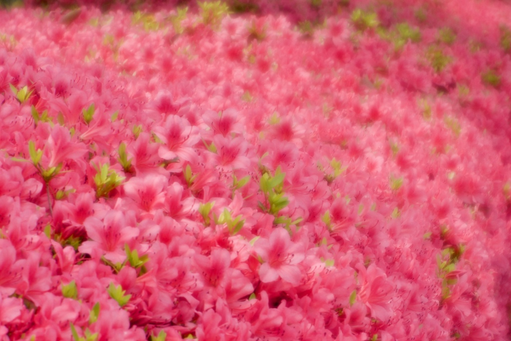 花から花へ