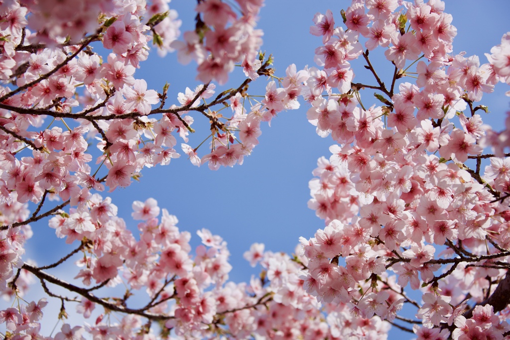 桜空