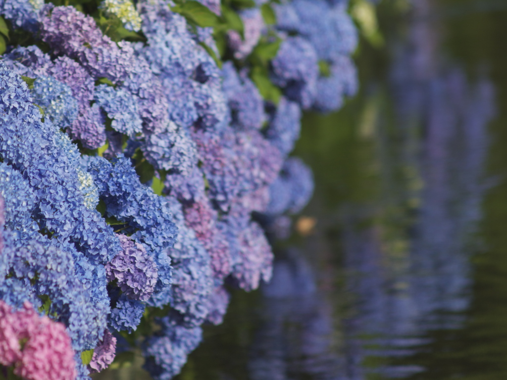 紫陽花色