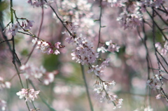 桜降る光降る