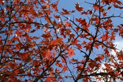青空に紅葉