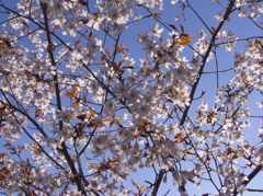 朝の空と桜