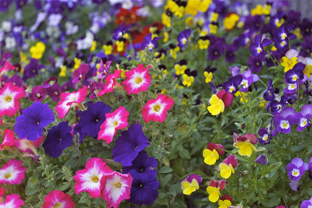 MAY FLOWER