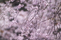 桜色の風