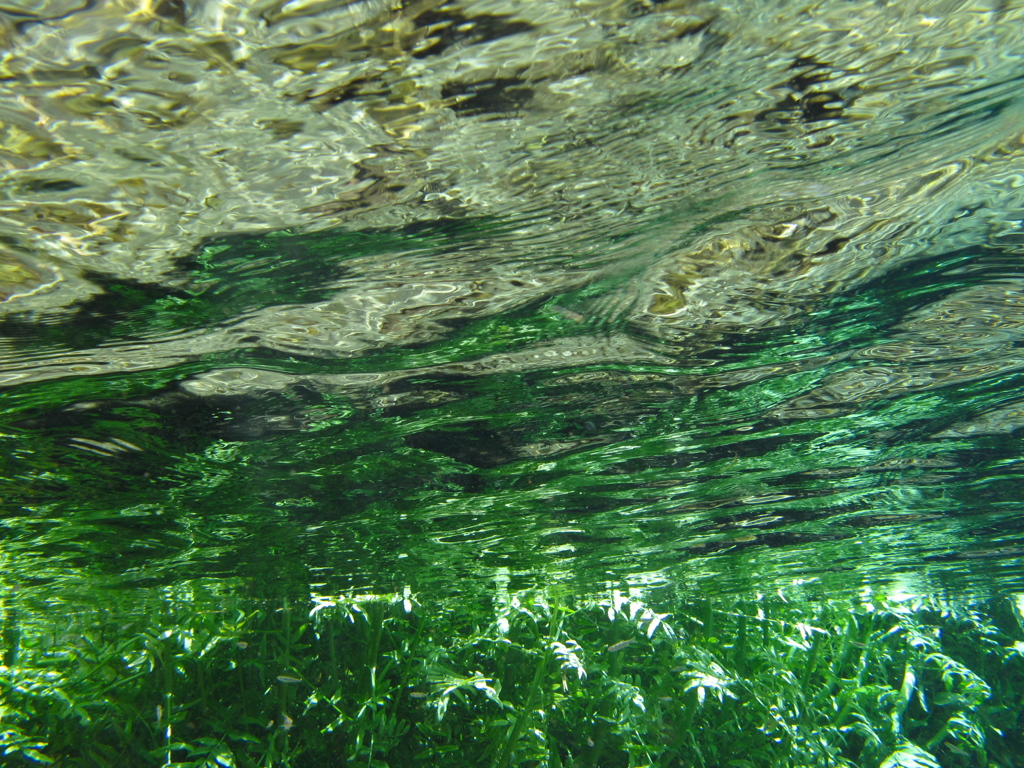 魚の目にも緑