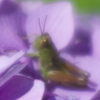 おすわり