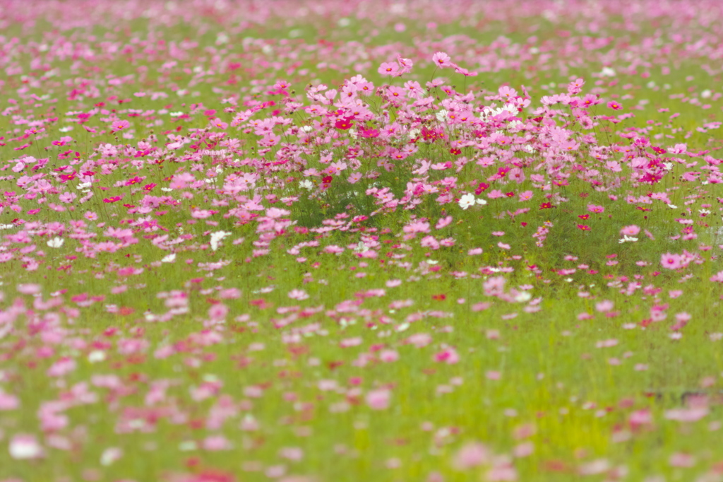 花気分