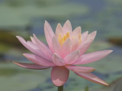 魁