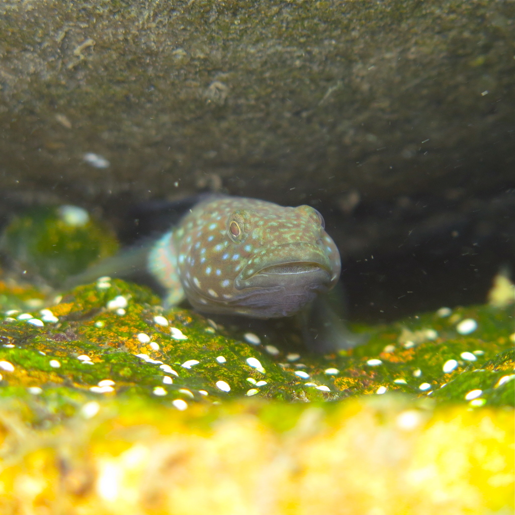 魚の性格