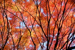紅葉時間