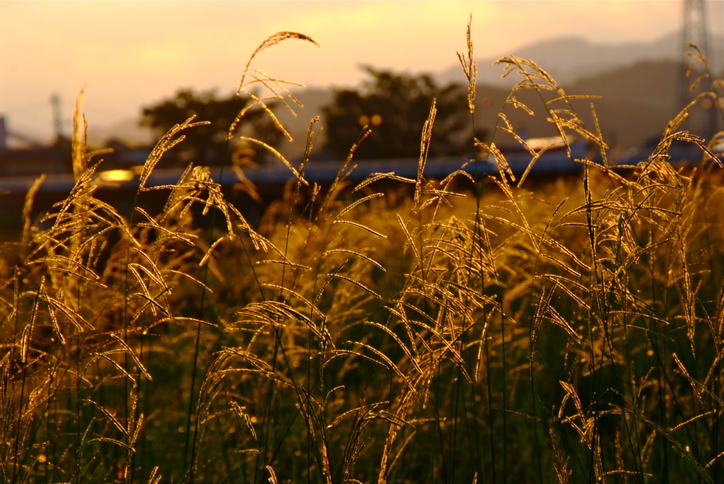 夕刻の光