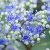 お花畑１