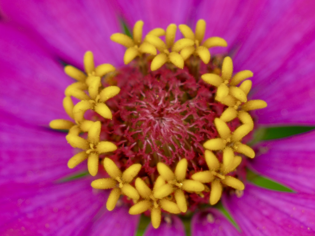 花模様