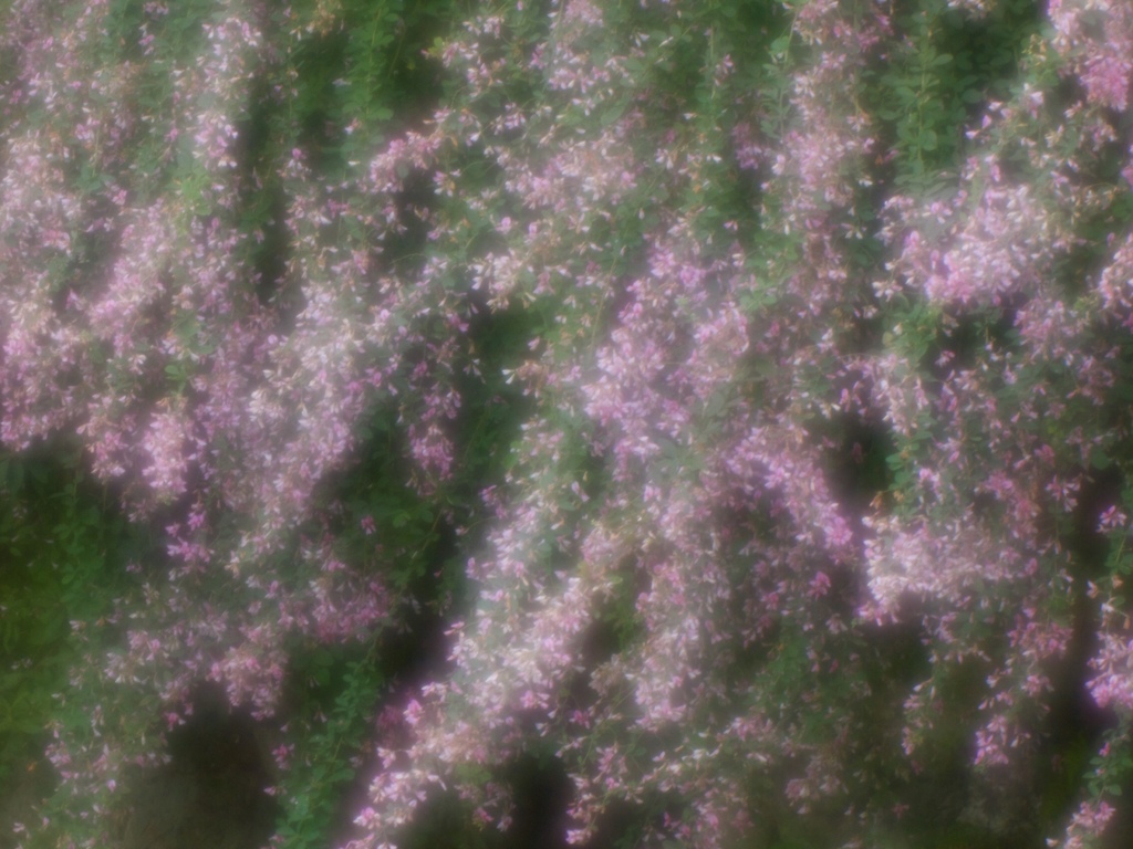 花簾