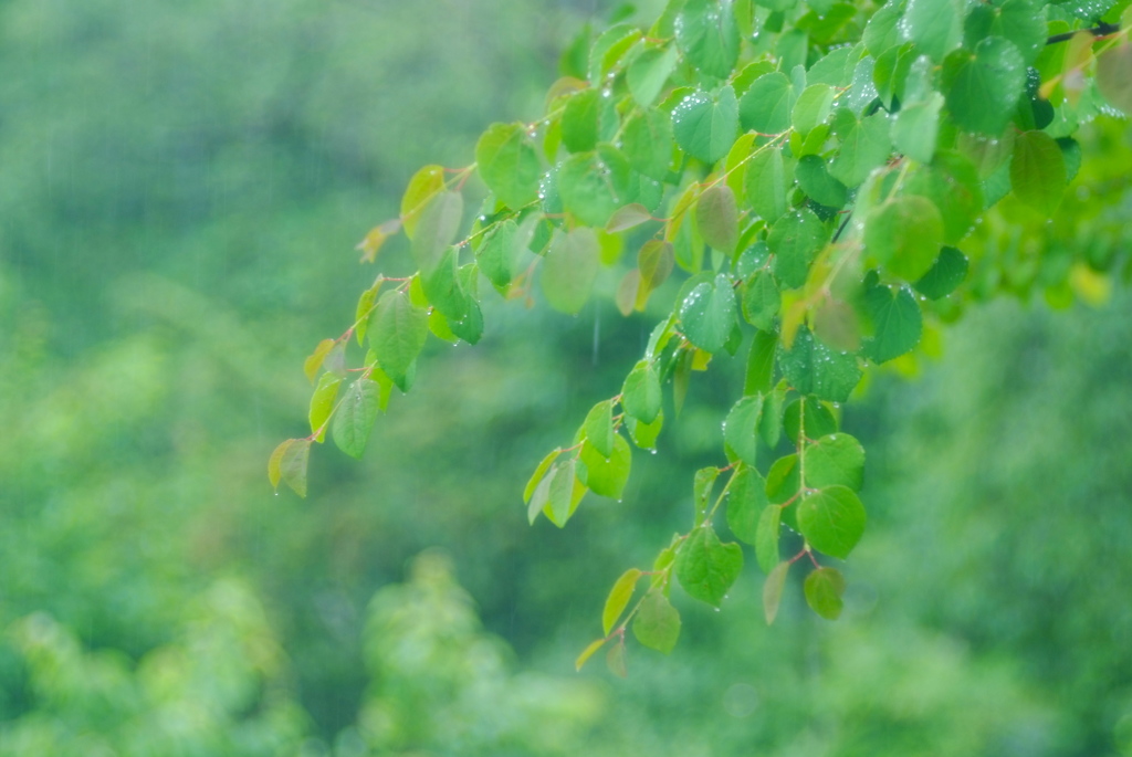 潤いの雨