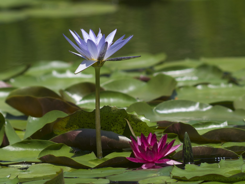 花も色々