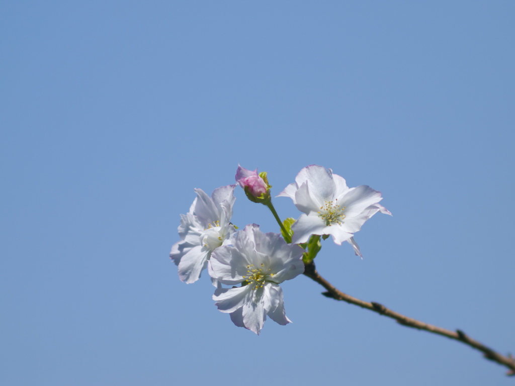 九月の桜