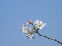 九月の桜