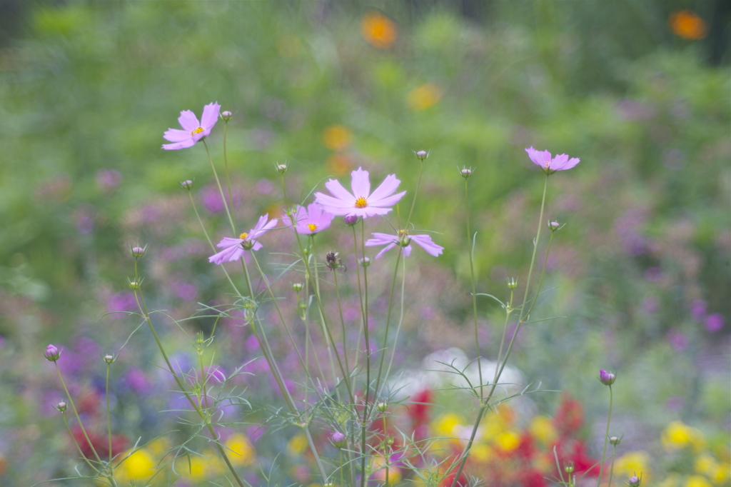 花のうつろい