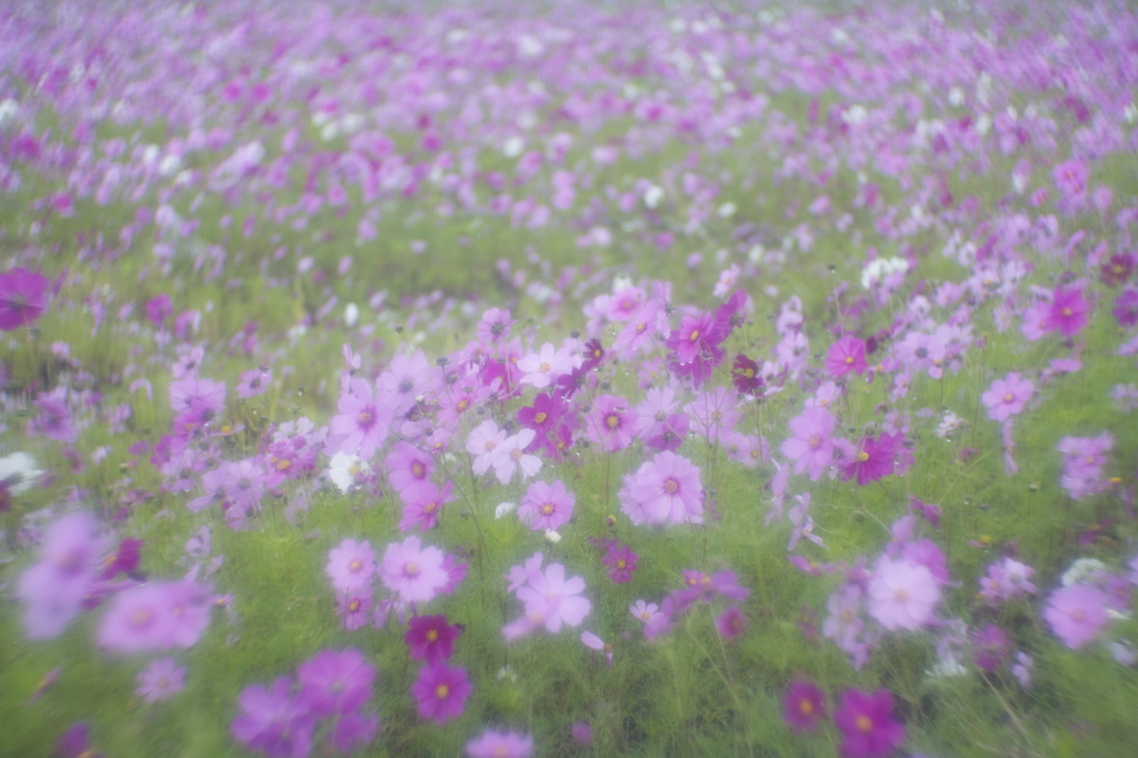 潤いの雨