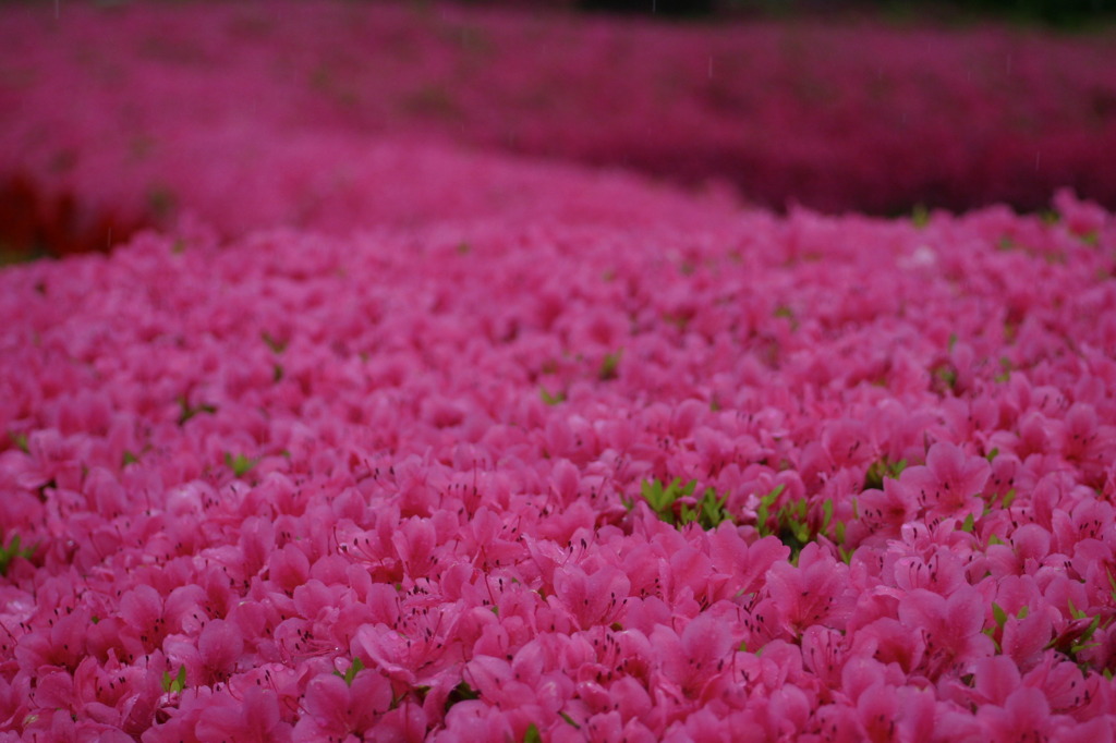 雨の花回廊