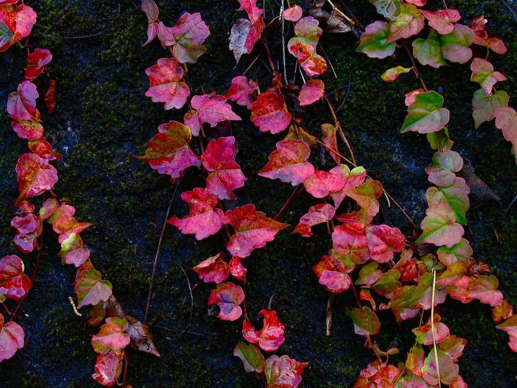 蔦紅葉